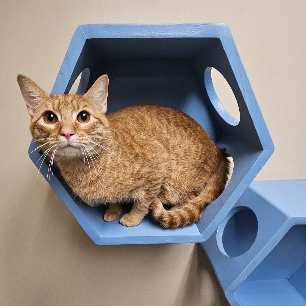 Banjo, an adoptable Domestic Short Hair in Cheyenne, WY, 82007 | Photo Image 1
