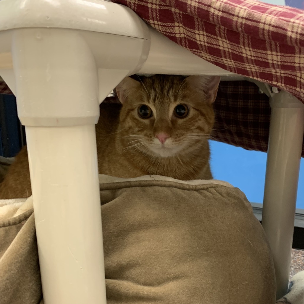 Banjo, an adoptable Domestic Short Hair in Cheyenne, WY, 82007 | Photo Image 2