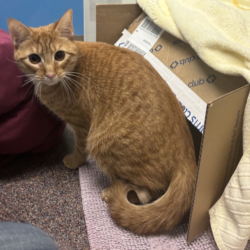 Banjo, an adoptable Domestic Short Hair in Cheyenne, WY, 82007 | Photo Image 3