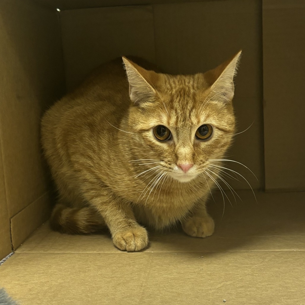 Banjo, an adoptable Domestic Short Hair in Cheyenne, WY, 82007 | Photo Image 4