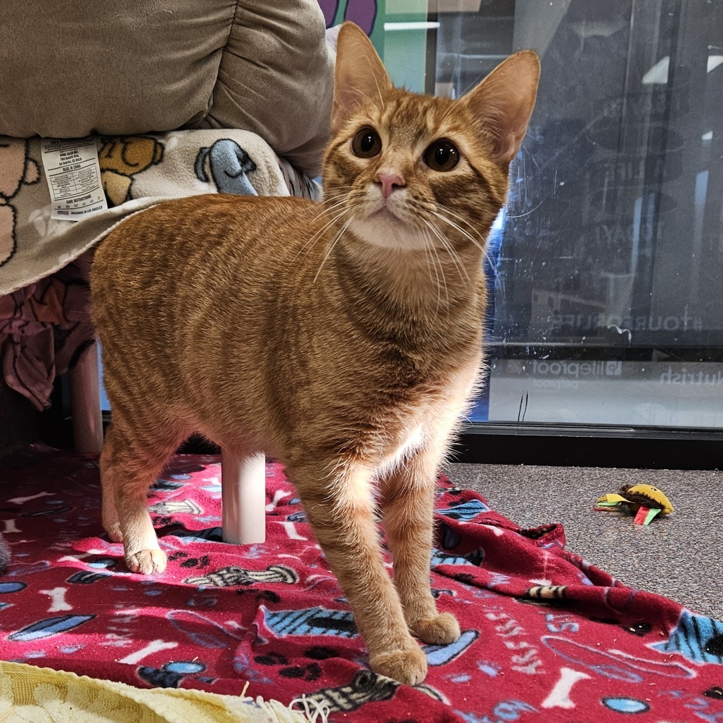 Banjo, an adoptable Domestic Short Hair in Cheyenne, WY, 82007 | Photo Image 5