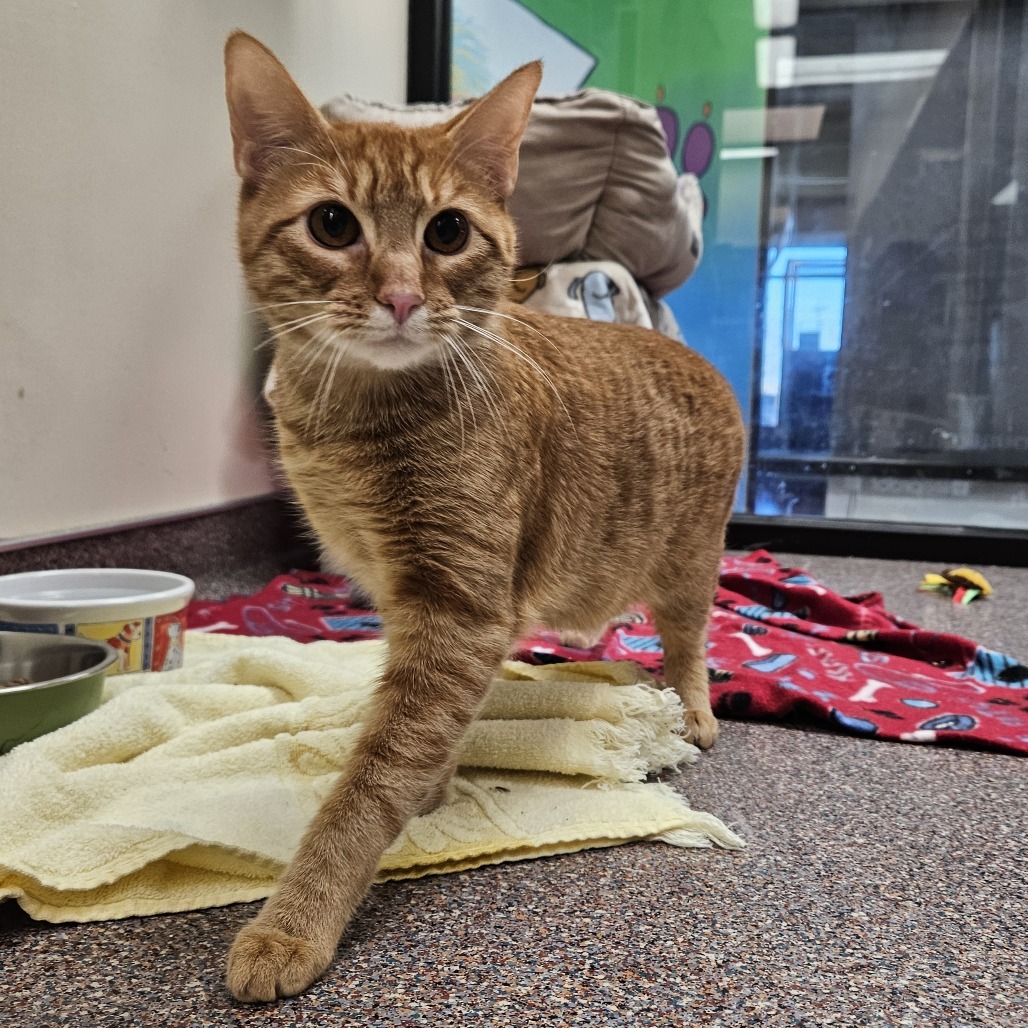 Banjo, an adoptable Domestic Short Hair in Cheyenne, WY, 82007 | Photo Image 6