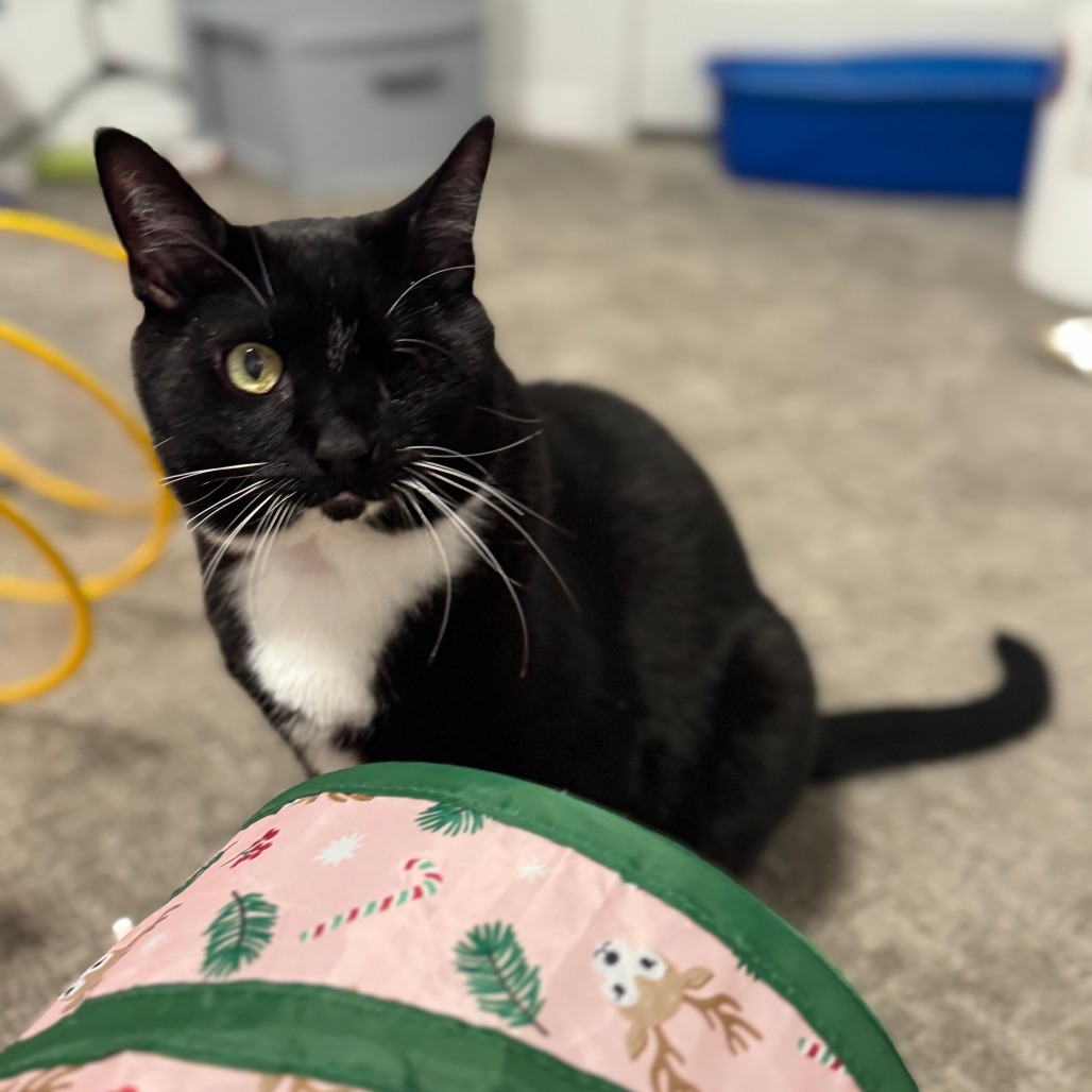 Butters, an adoptable Domestic Short Hair in Hailey, ID, 83333 | Photo Image 1