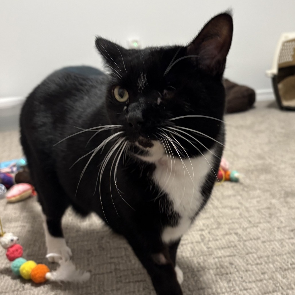 Butters, an adoptable Domestic Short Hair in Hailey, ID, 83333 | Photo Image 1