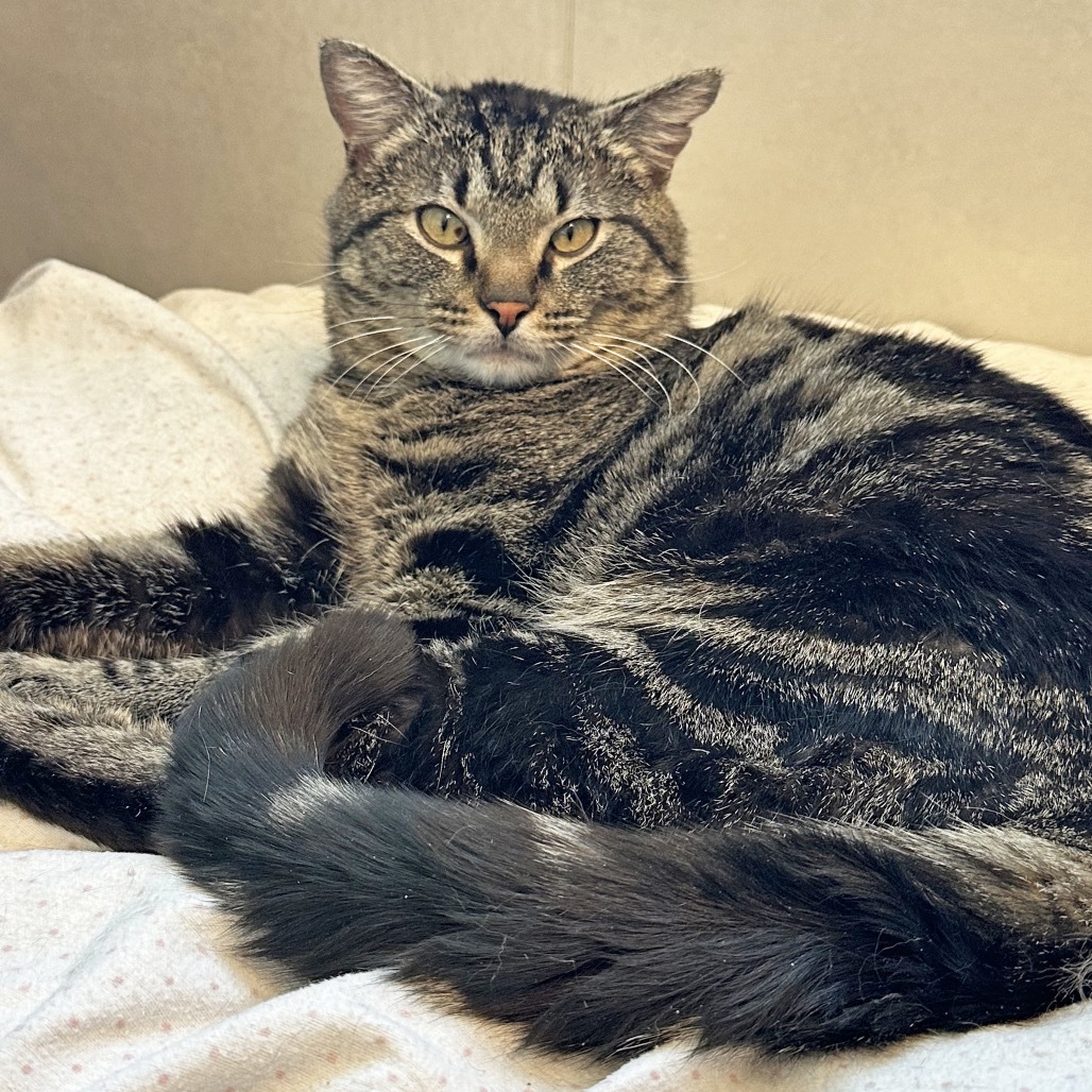 Major Tom, an adoptable Domestic Short Hair in Hailey, ID, 83333 | Photo Image 1
