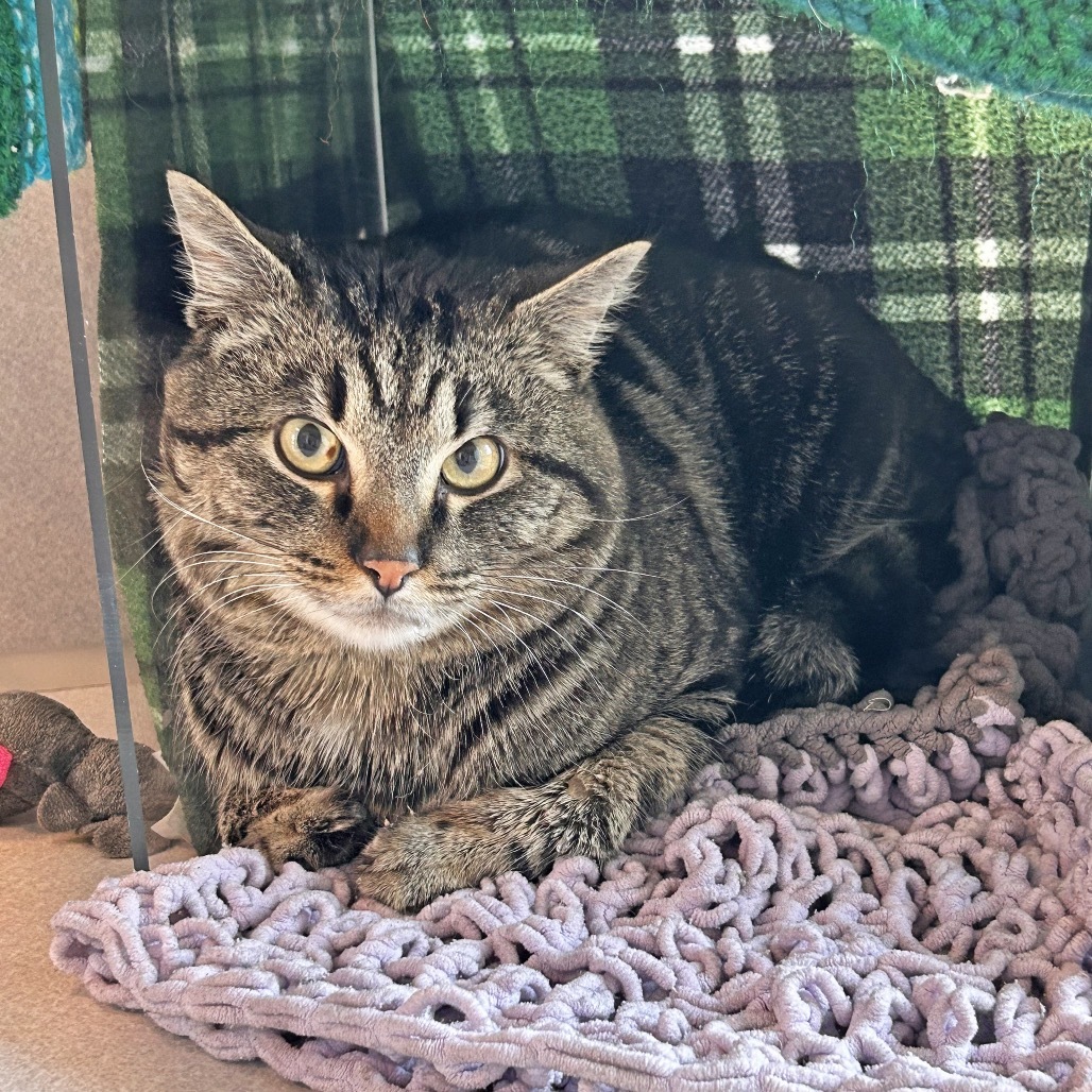 Major Tom, an adoptable Domestic Short Hair in Hailey, ID, 83333 | Photo Image 2