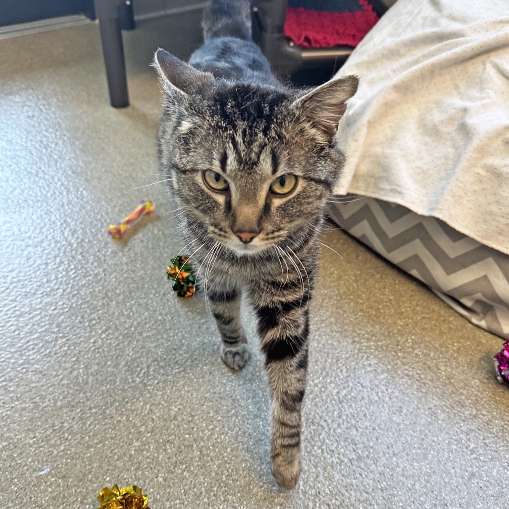 Major Tom, an adoptable Domestic Short Hair in Hailey, ID, 83333 | Photo Image 3