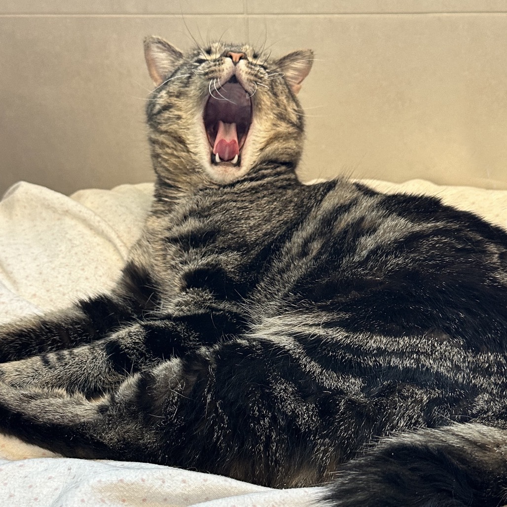 Major Tom, an adoptable Domestic Short Hair in Hailey, ID, 83333 | Photo Image 4