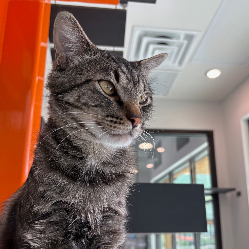 Major Tom, an adoptable Domestic Short Hair in Hailey, ID, 83333 | Photo Image 5