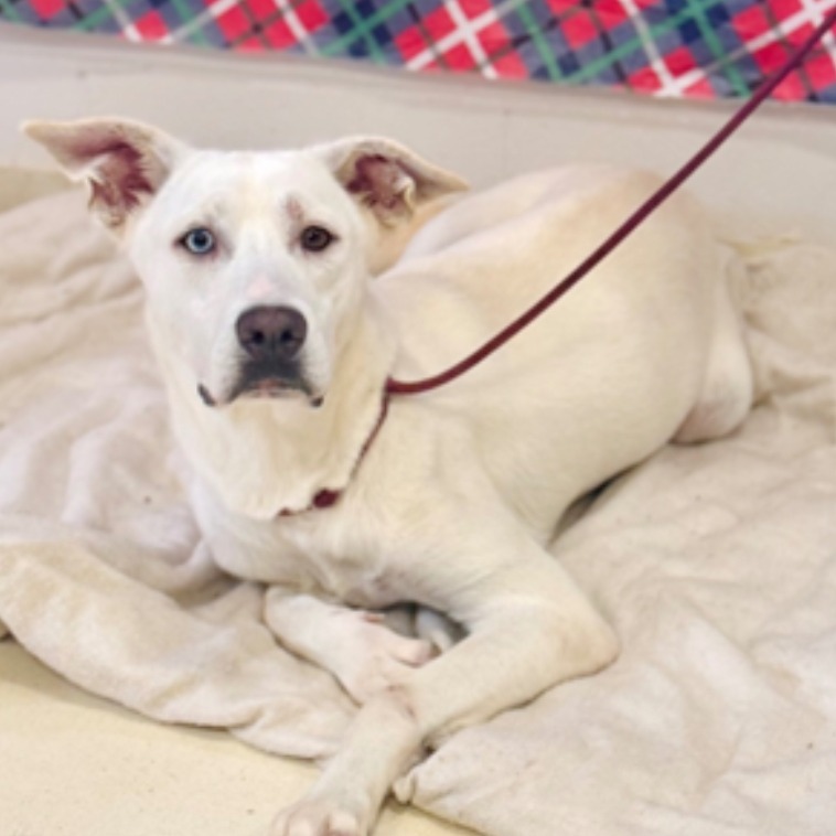 CT Scarlet (Fostered in Tolland, CT)