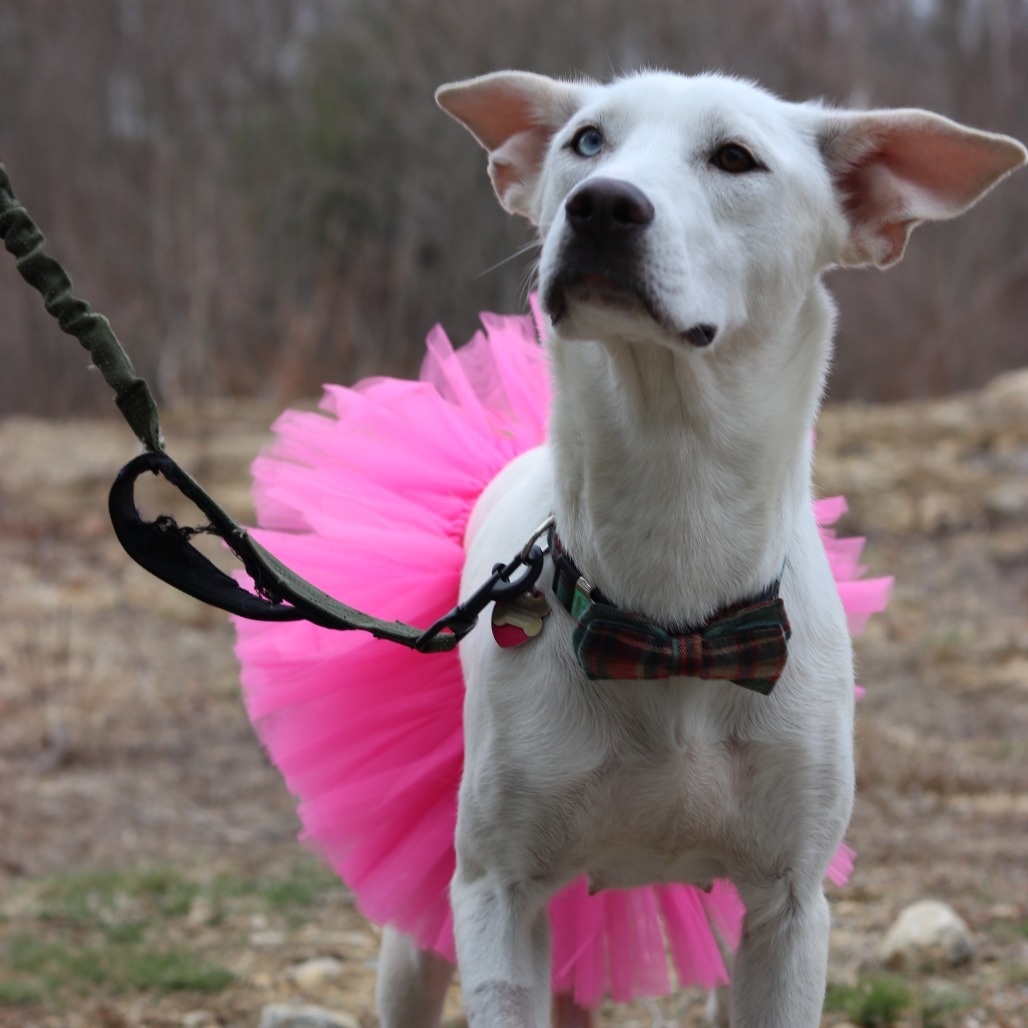 CT Scarlet (Fostered in Tolland, CT)