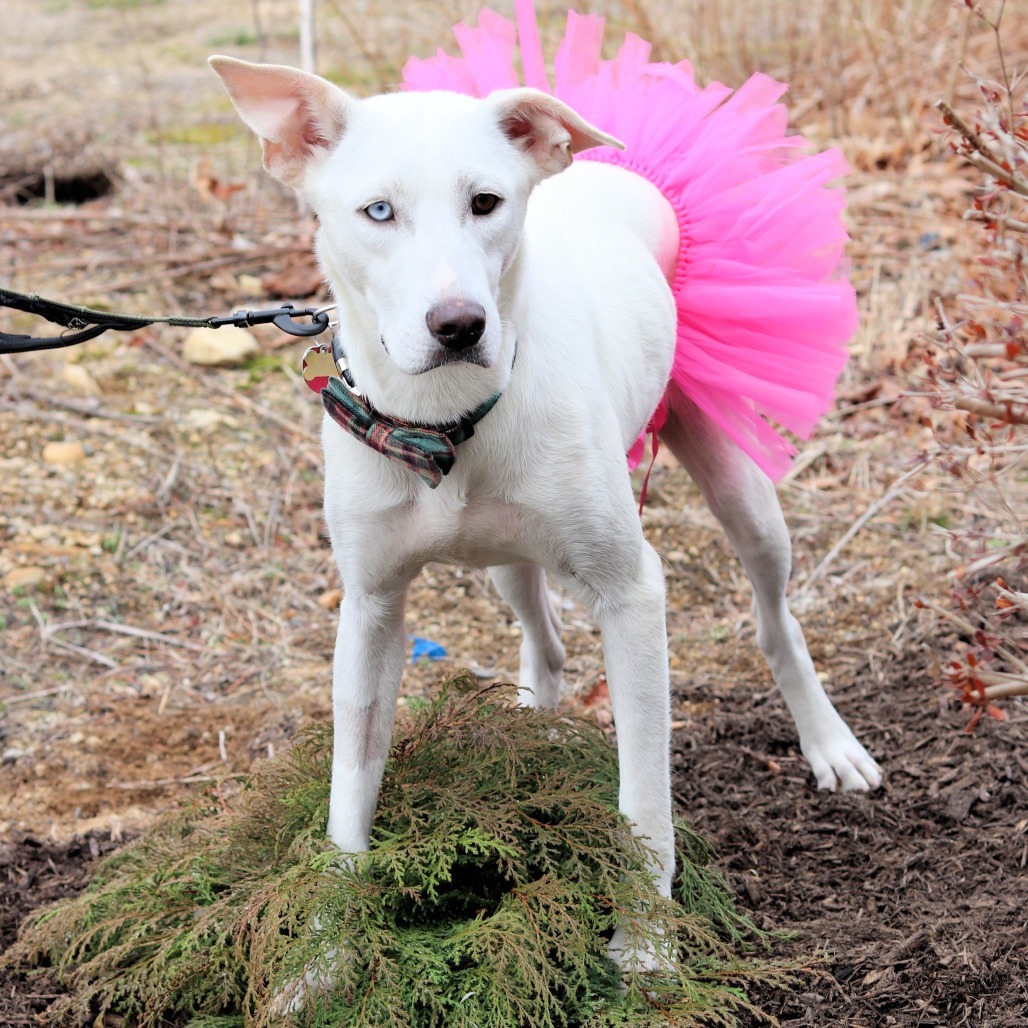 CT Scarlet (Fostered in Tolland, CT)
