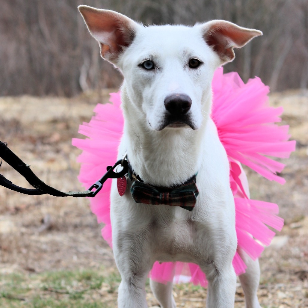 CT Scarlet (Fostered in Tolland, CT)