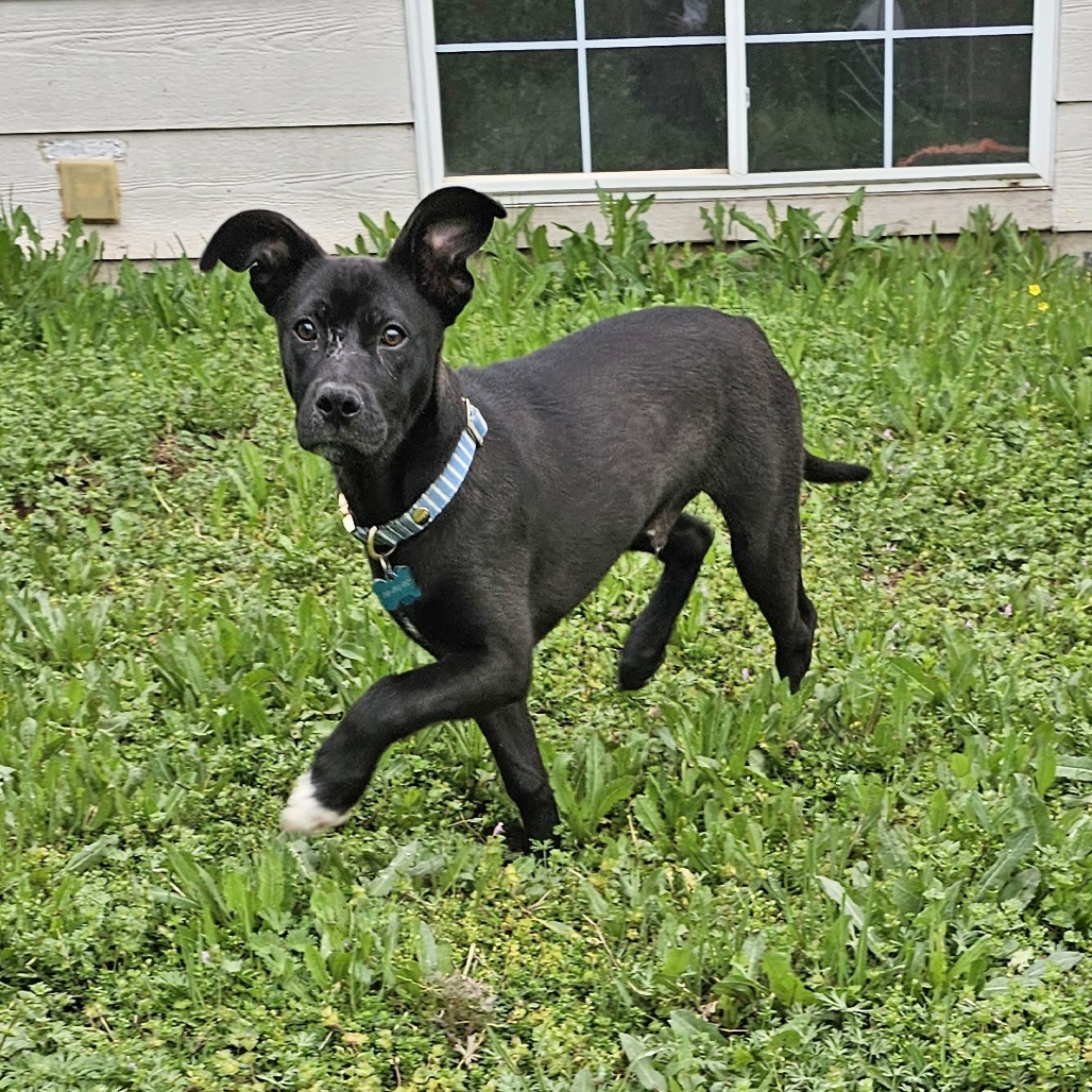 Huey