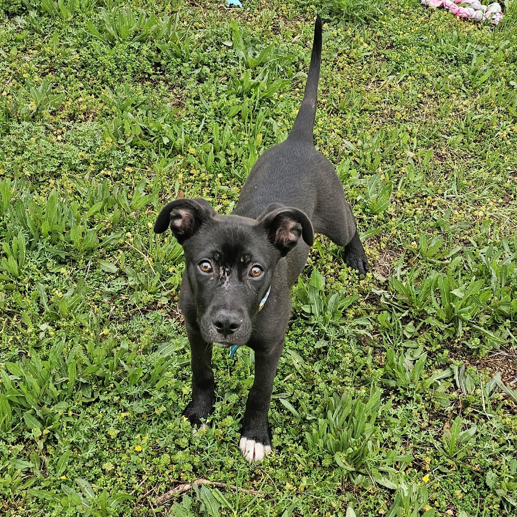 Huey