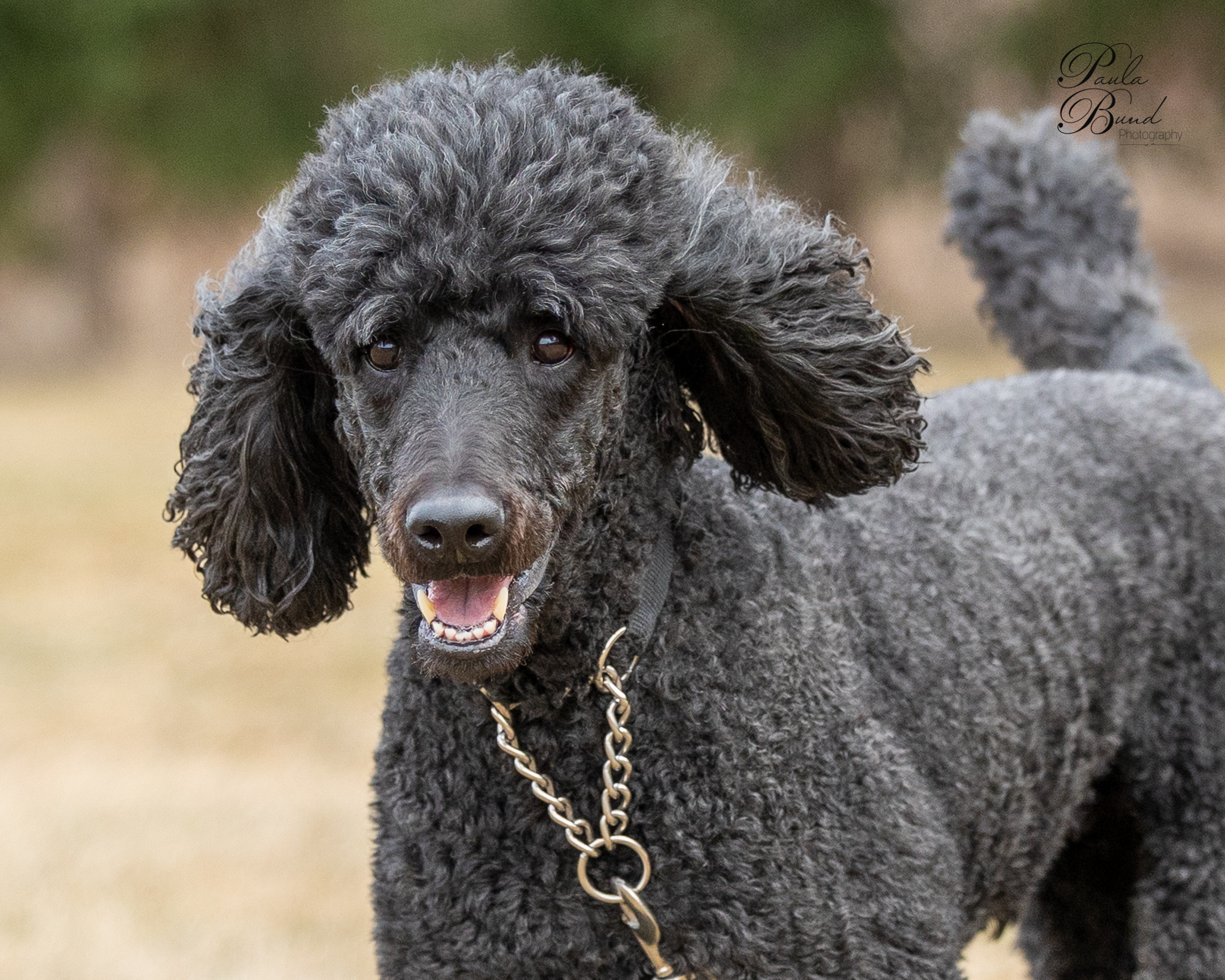 Rollo, an adoptable Standard Poodle in Oshawa, ON, L1J 6H7 | Photo Image 1