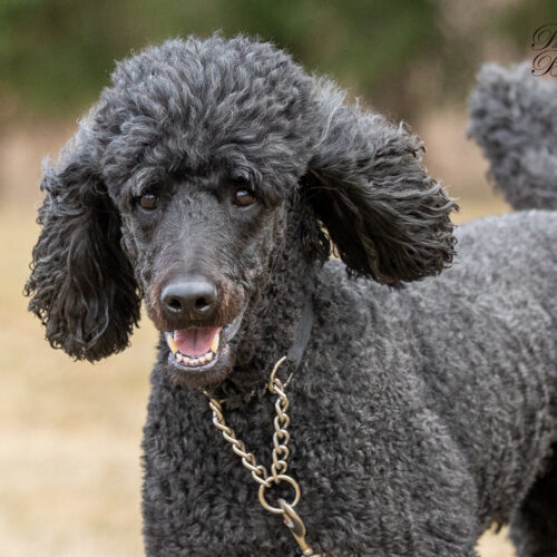Rollo, an adoptable Standard Poodle in Oshawa, ON, L1J 6H7 | Photo Image 2
