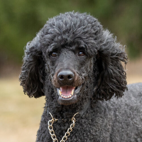 Rollo, an adoptable Standard Poodle in Oshawa, ON, L1J 6H7 | Photo Image 3
