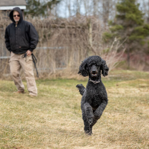 Rollo, an adoptable Standard Poodle in Oshawa, ON, L1J 6H7 | Photo Image 4