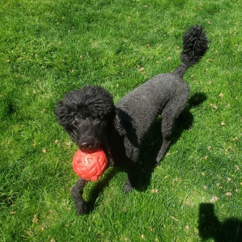 Rollo, an adoptable Standard Poodle in Oshawa, ON, L1J 6H7 | Photo Image 4