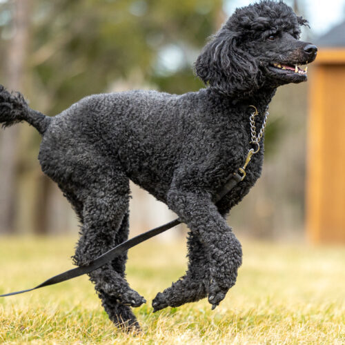 Rollo, an adoptable Standard Poodle in Oshawa, ON, L1J 6H7 | Photo Image 5