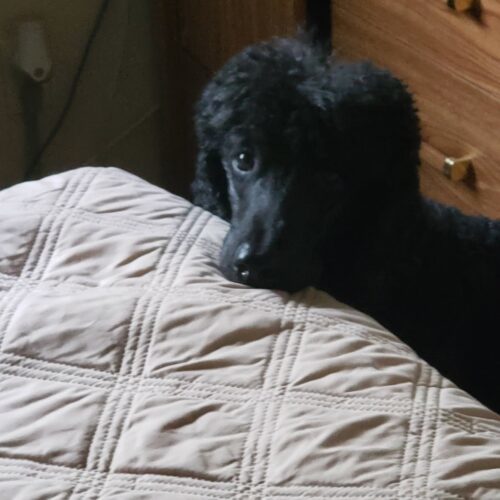 Rollo, an adoptable Standard Poodle in Oshawa, ON, L1J 6H7 | Photo Image 5