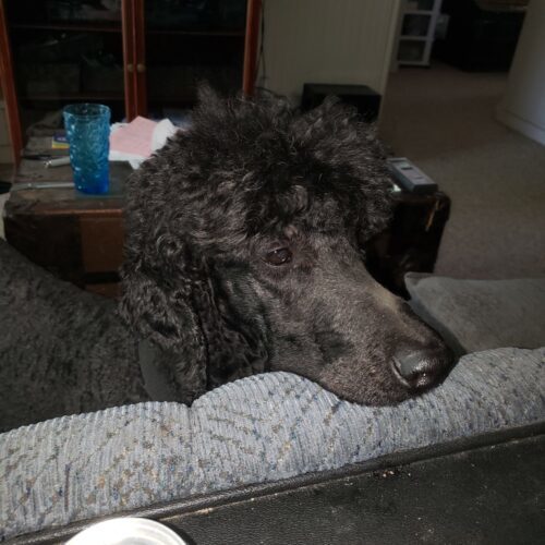 Rollo, an adoptable Standard Poodle in Oshawa, ON, L1J 6H7 | Photo Image 6