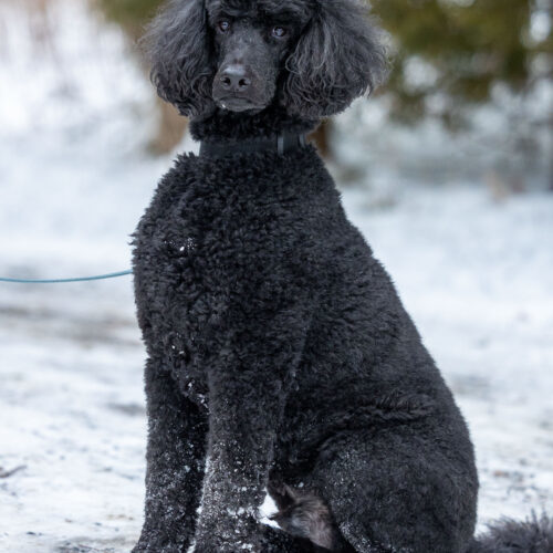 Rollo, an adoptable Standard Poodle in Oshawa, ON, L1J 6H7 | Photo Image 6