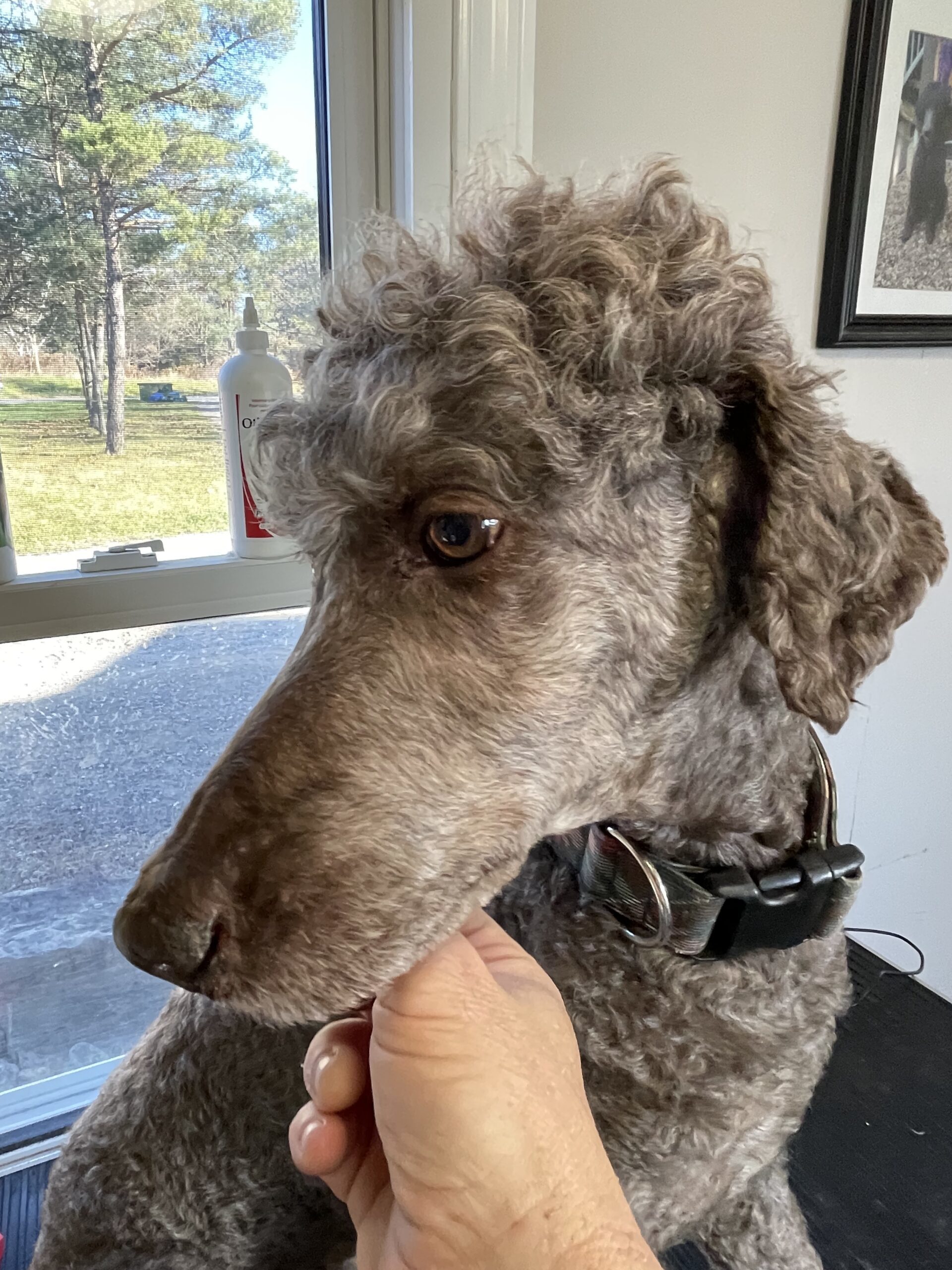 River, an adoptable Standard Poodle in Ottawa, ON, K1N 5X8 | Photo Image 1