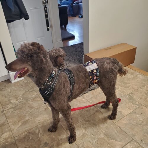 River, an adoptable Standard Poodle in Ottawa, ON, K1N 5X8 | Photo Image 2