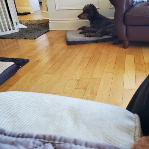 River, an adoptable Standard Poodle in Ottawa, ON, K1N 5X8 | Photo Image 3