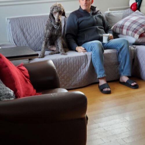 River, an adoptable Standard Poodle in Ottawa, ON, K1N 5X8 | Photo Image 4