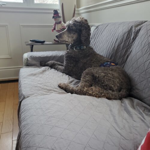 River, an adoptable Standard Poodle in Ottawa, ON, K1N 5X8 | Photo Image 5