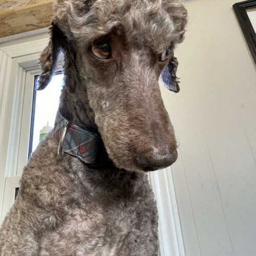 River, an adoptable Standard Poodle in Ottawa, ON, K1N 5X8 | Photo Image 5