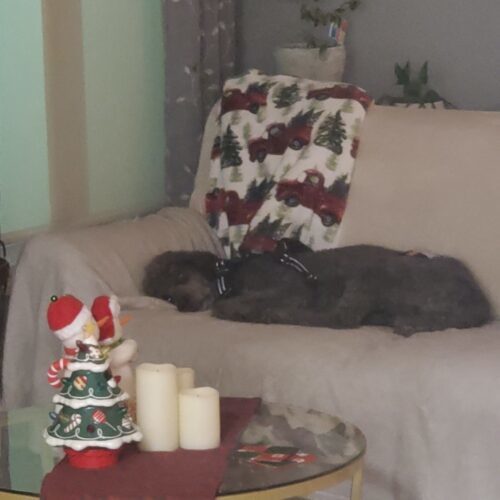 River, an adoptable Standard Poodle in Ottawa, ON, K1N 5X8 | Photo Image 6