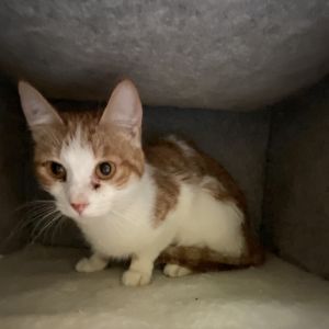 Kiki
