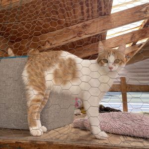 Kiki, Young Female Domestic Short Hair