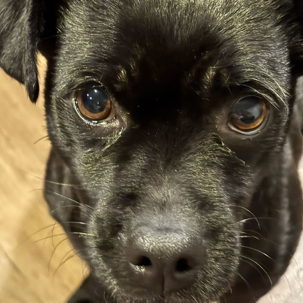 Molly