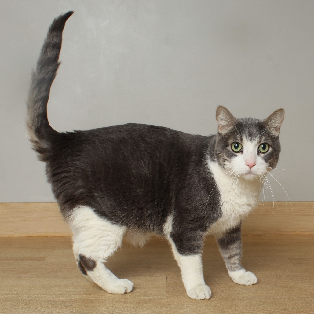 Jambalaya Jones (bonded with Faheeta Jones) C64351