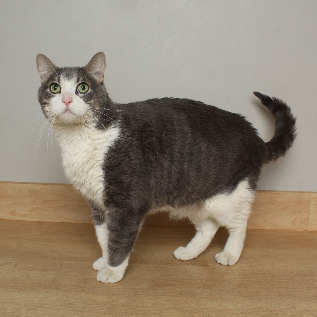 Jambalaya Jones (bonded with Faheeta Jones) C64351