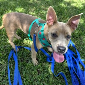 Kroger, Young Female Pit Bull Terrier