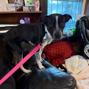 Purple Reign, Adult Female Terrier