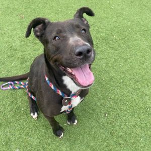 Monney, Adult Female Pit Bull Terrier