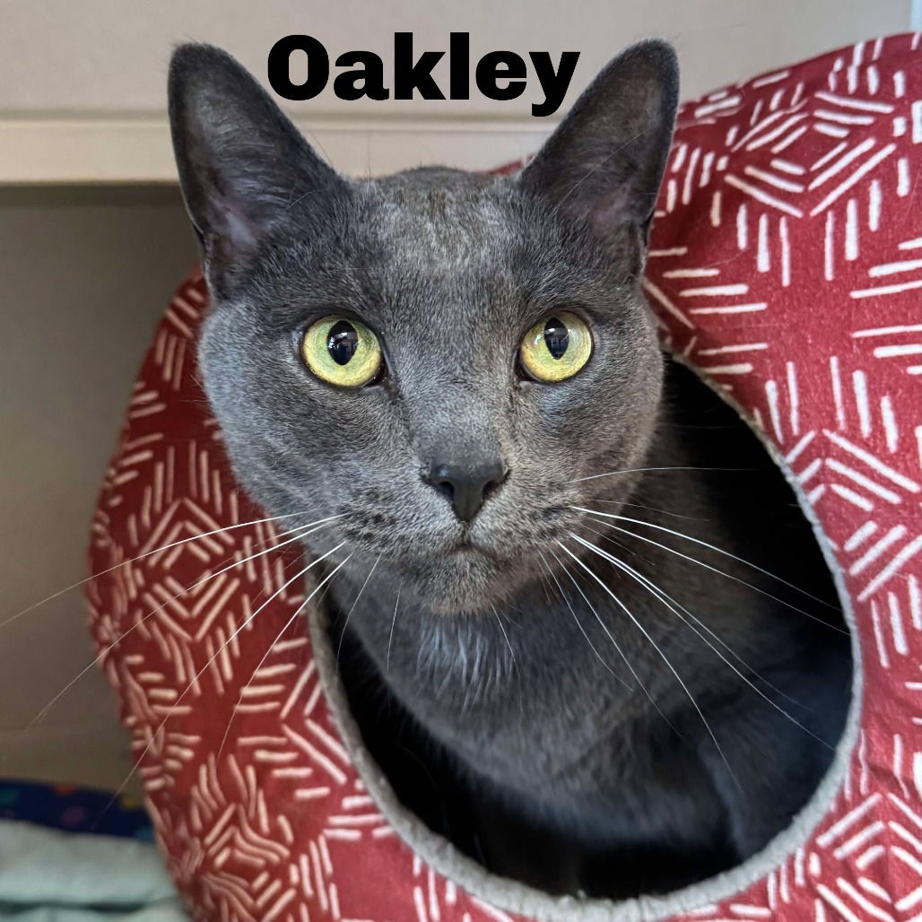 Oakley 250158, an adoptable Domestic Short Hair in Escanaba, MI, 49829 | Photo Image 1