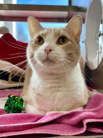 Purrdy MagicFizz