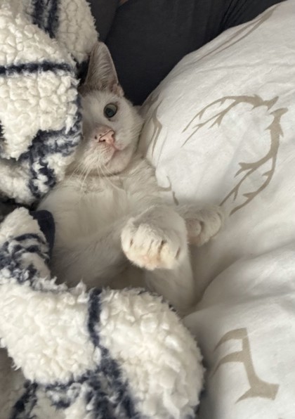 Princesse