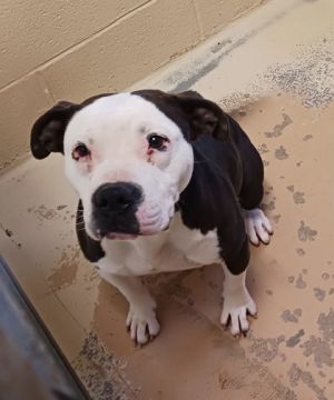 Liza, Adult Female Pit Bull Terrier