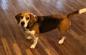 Fletcher Hayes is an 8 year old male beagle who has the energy of a youngster He loves other dogs