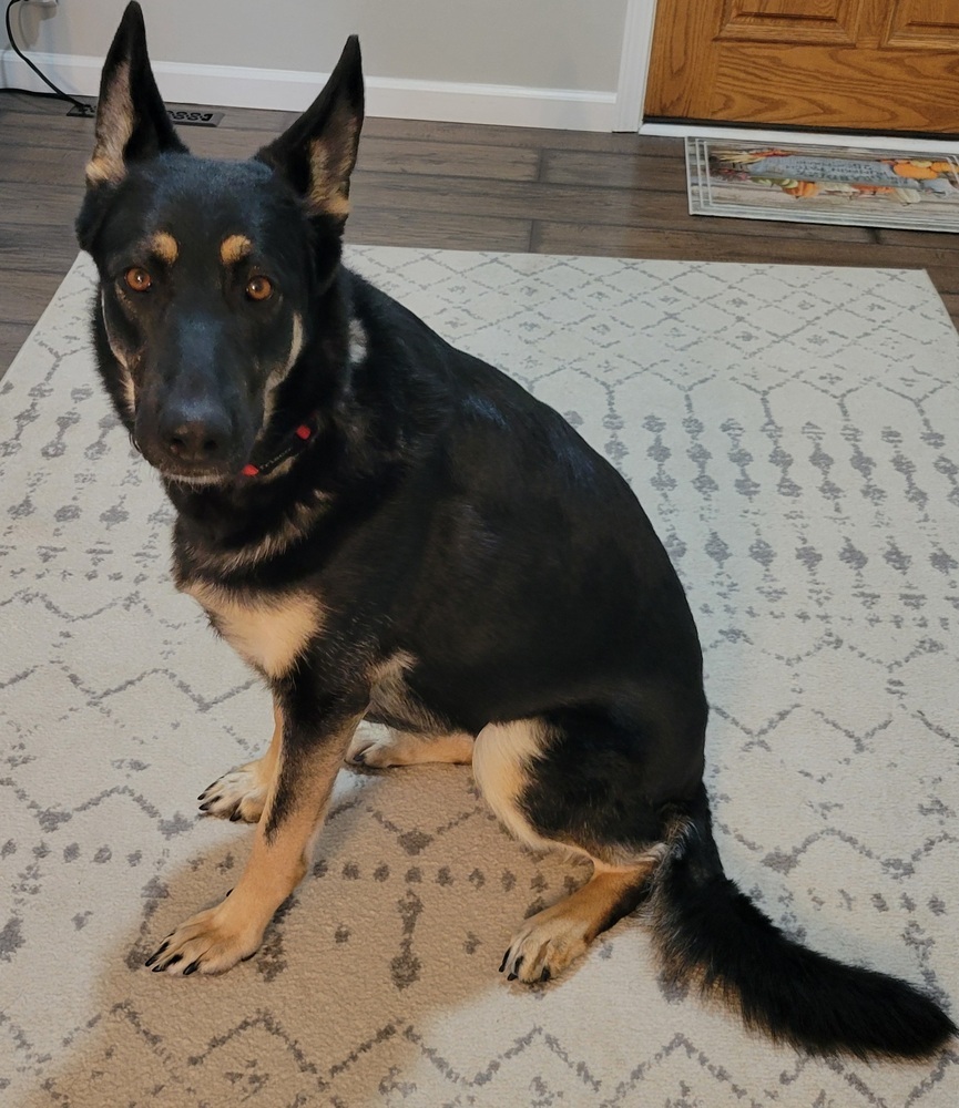 Boo, an adoptable German Shepherd Dog in Suamico, WI, 54173 | Photo Image 1