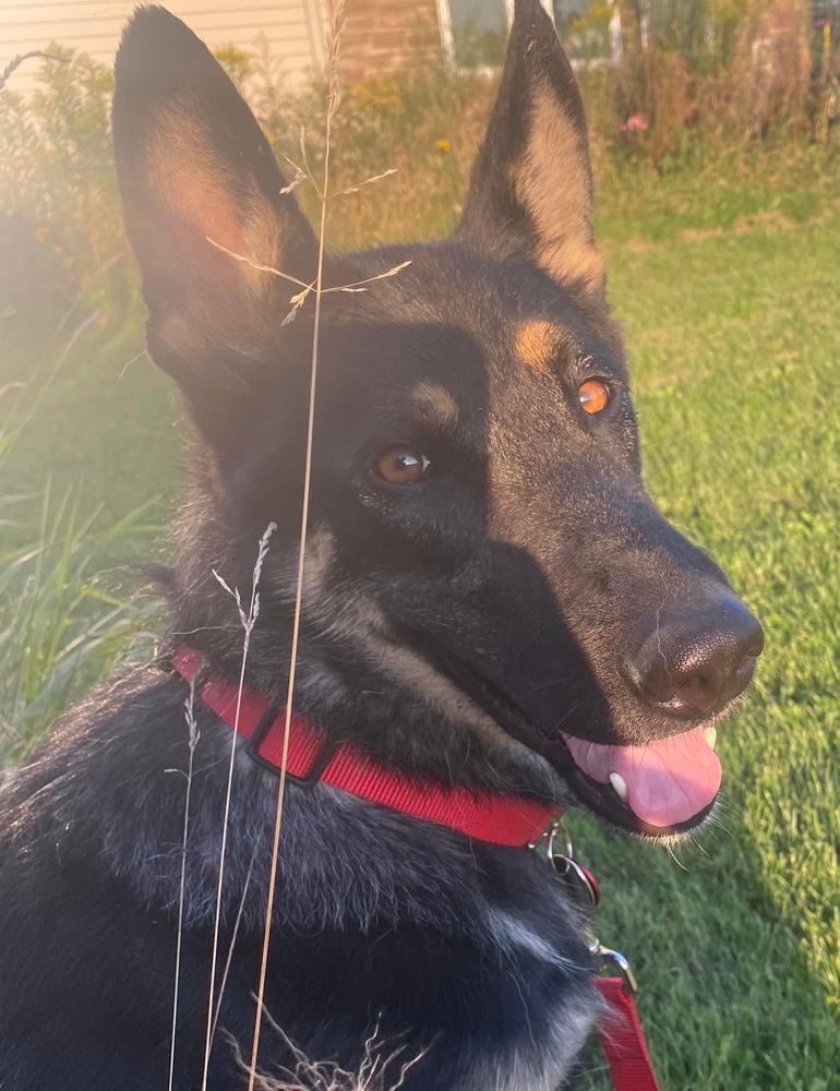 Boo, an adoptable German Shepherd Dog in Suamico, WI, 54173 | Photo Image 2